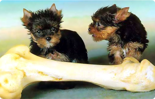 Veterinaria Carle
