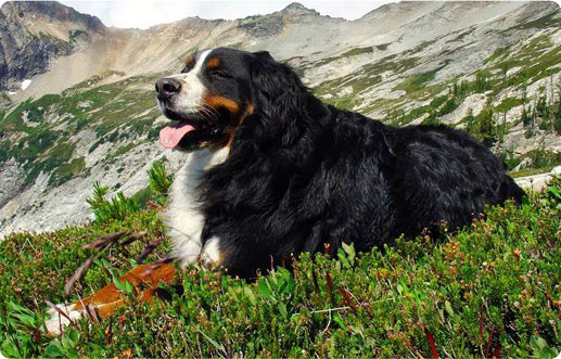 Veterinaria Carle