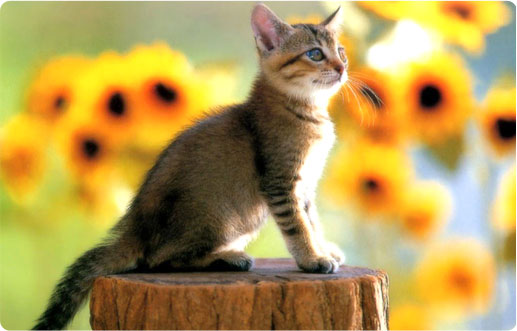 Veterinaria Carle