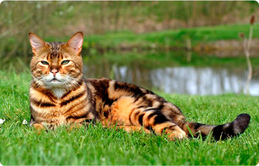 Veterinaria Carle