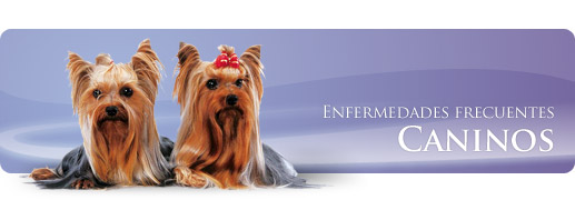 Enfermedades frecuentes en Caninos