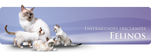 Enfermedades frecuentes en Felinos